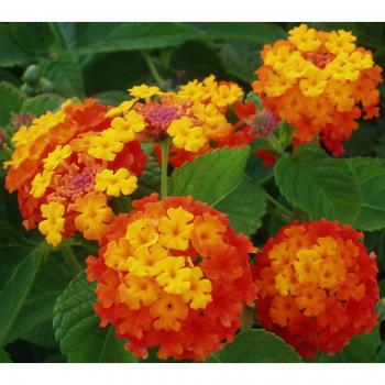 Wandelrose Lantana Camara 10‑Samen – 7 Monate voller Blumen