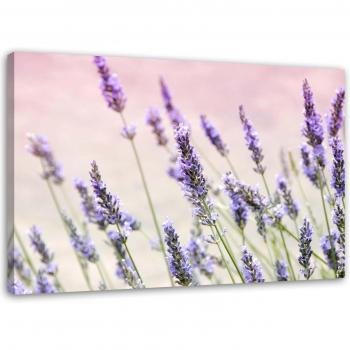 Tableau Lavande Douceur 60x40