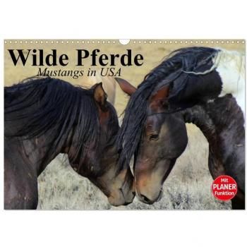 Wilde Pferde. Mustangs in USA (Wandkalender 2024 DIN A3 quer) CALVENDO Monatskalender