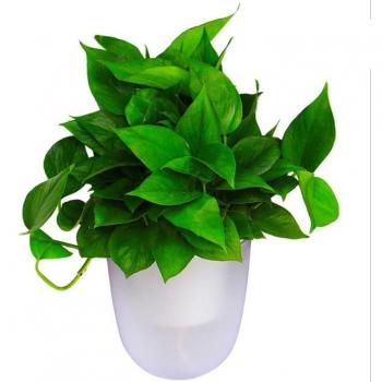 Large Plastic Self-Watering Flower Pot