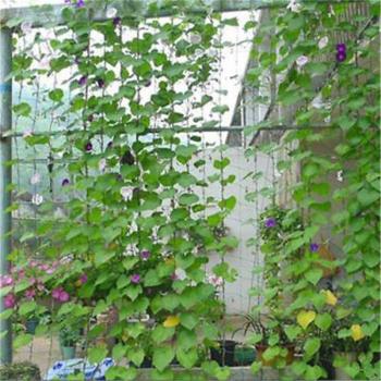 Grünes Garten Gitter für Kletterpflanzen