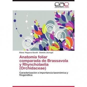 Anatomía foliar comparada de Brassavola y Rhyncholaelia (Orchidaceae): Caracterización e importancia taxonómica y filogenética