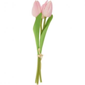 VBS Tulipes Tammie
