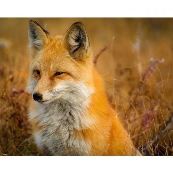 Diamond Fox Art Kit – 20×30cm Gift Edition