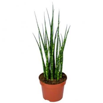 Plante d’intérieur Sansevieria Fernwood Mikado – Pot de culture 12 cm, hauteur 35 cm, dépolluant