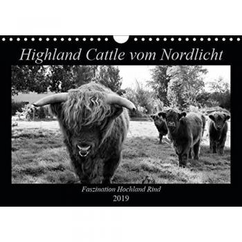 Highland Cattle vom Nordlicht