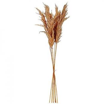 Lot Floral Pampa Brun – 6 Tiges Séchées