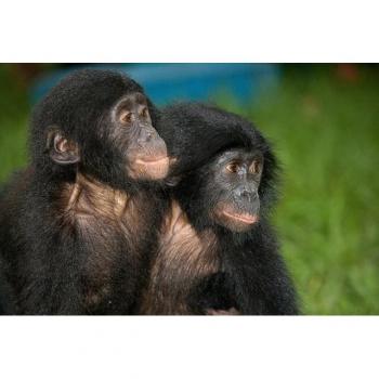 Baby Bonobos Fototapete, Papermoon