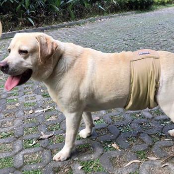 Cinturón Vientre Cuidado Canino