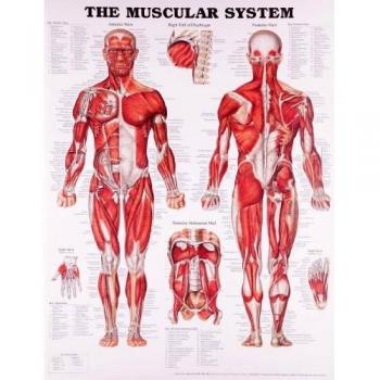 Body Muscle Layout