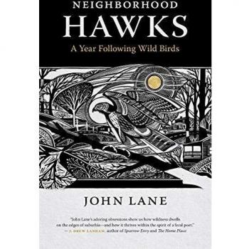 Neighborhood Hawks: A Year Following Wild Birds