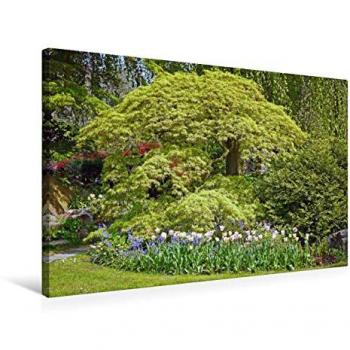 Claudia Schimon Premium Leinwand: 75 × 50 cm, japanischer Fächerahorn, CALVENDO