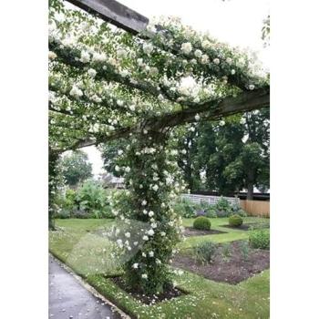 Rambler Elegance: Albéric Barbier White Flowering Rose (4L)