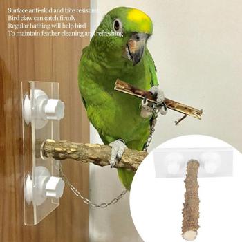 Parrot Shower Perch with Suction Cup