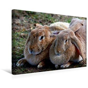 Kattobello Wandbild Zwei dicke Freunde 45 x 30 cm