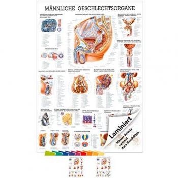 Anatomisches Lehrwerk Männergeschlechtssystem 70 x 100 cm – beschichtet