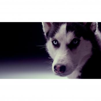 Faszination Hund