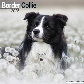Avonside Publishing Ltd: Border Collie 2025