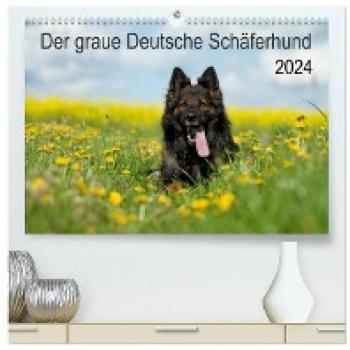 Der graue Deutsche Schäferhund (hochwertiger Premium Wandkalender 2024 DIN A2 quer) Kunstdruck in Hochglanz