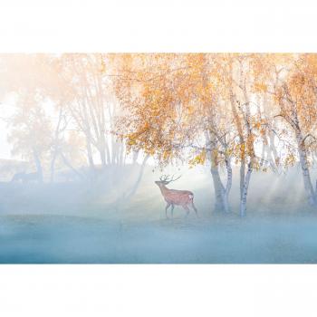 Papermoon Fototapete »ELCH IM NEBEL