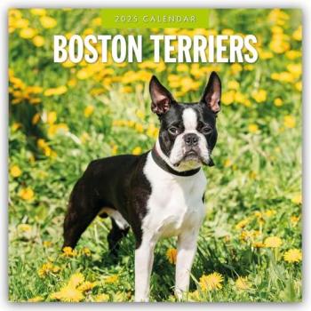 Boston Terriers