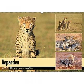 Geparden