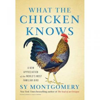 What the Chicken Knows