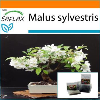 SAFLAX