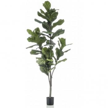 Ficus Lyrata 1,60 m Piante di Stile