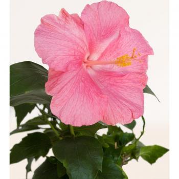 Hibisco Rosa