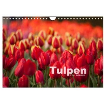 Tulpen (Wandkalender 2024 DIN A4 quer) CALVENDO Monatskalender