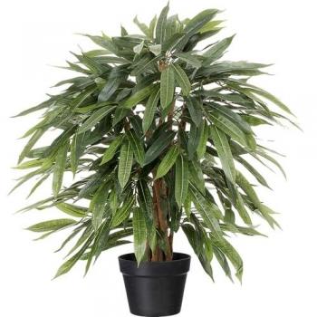 Gasper’s 800 mm Weeping Ficus, Plastic Container