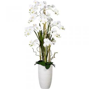 Set Orchidee Kaiserkraft