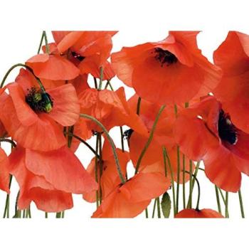 Tapisserie Photo – Coquelicots Sauvages – 4 Parties – 360x270 cm