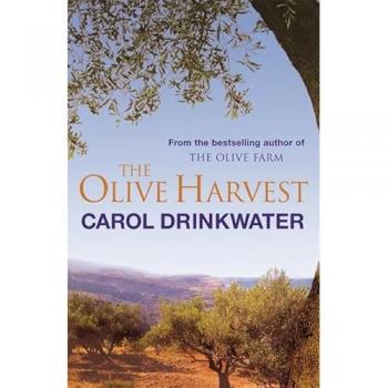 Olive Harvest