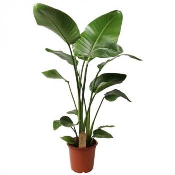 Paradise Bloom Box – Strelitzia nicolai, hauteur 90‑110 cm, diamètre 21 cm