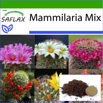 Mix Mammillaria 40 graines – Culture sans germes