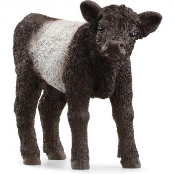 Galloway Calf Collezione