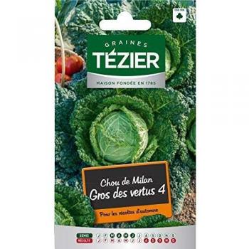 Chou Gros des Vertus 4 Tezier