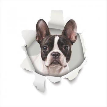 DIY 3D Puppy and Kitten Toilet Stickers