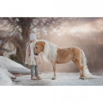 Fototapete „Palomino Miniature“ – Pferde & Winter