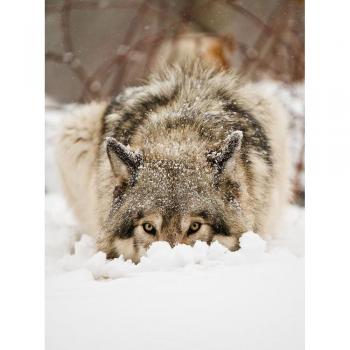 Wolf Embroidery Diamonds – 20x30 cm Full Drill Square