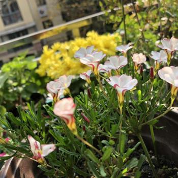 Kiosco de Oxalis Versicolor Compacto