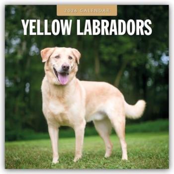Yellow Labrador Retrievers