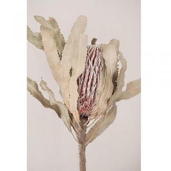 Tableau Plante Sèche 45x65 cm