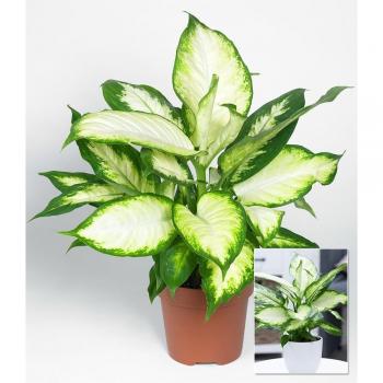 Dieffenbachia „Camilla“ – Mehrjährig, frostfrei pflegen