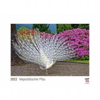 Majestätischer Pfau 2022