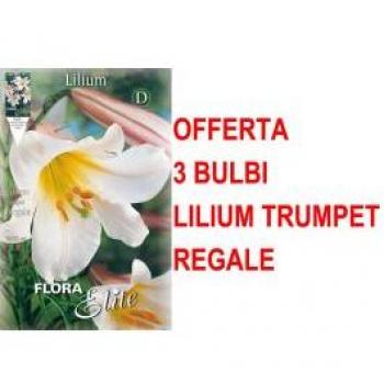 Lilium Trumpet Regale