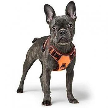 Cane Anti-Tiro Pettorina Arancione