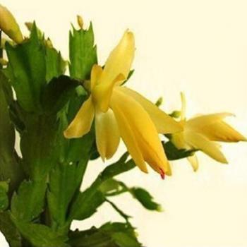 Kit de Cultivo Schlumbergera – 20 Semillas en Maceta
